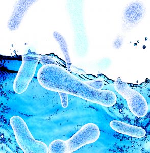 Legionella Life Cycle